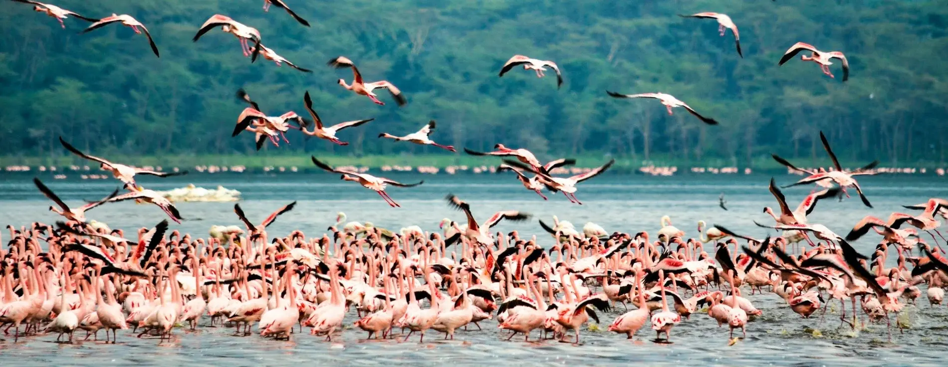 Lake Nakuru — Rhino sanctuary, alkaline shores.