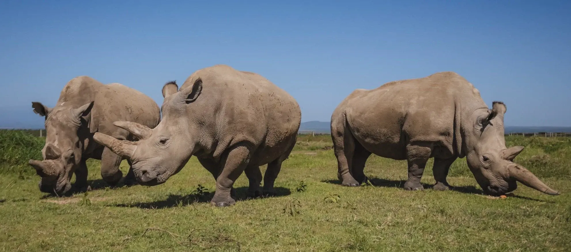 Ol Pejeta — Conservation work made visible.