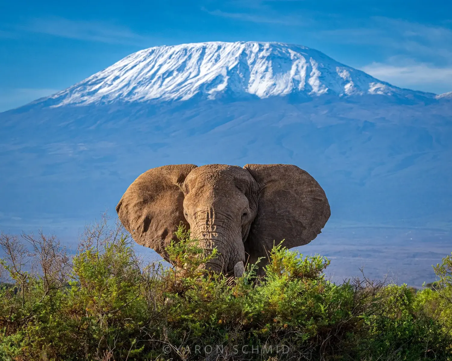 Elephant herd silhouetted against Mount Kilimanjaro at sunrise