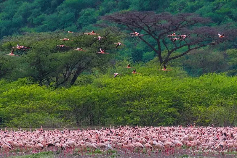 Pink flamingo flock on a Rift Valley lake at dawn