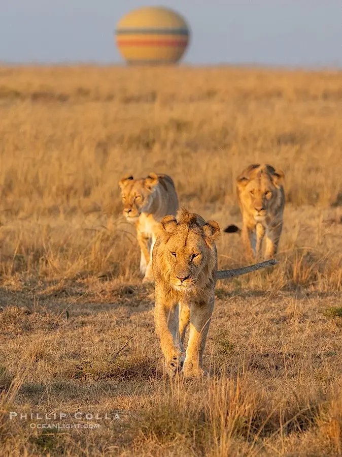 Lion in golden first light, Mara Triangle