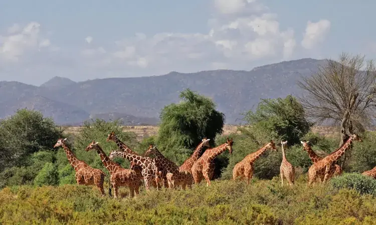 Reticulated giraffe close-up in northern Kenya scrub
