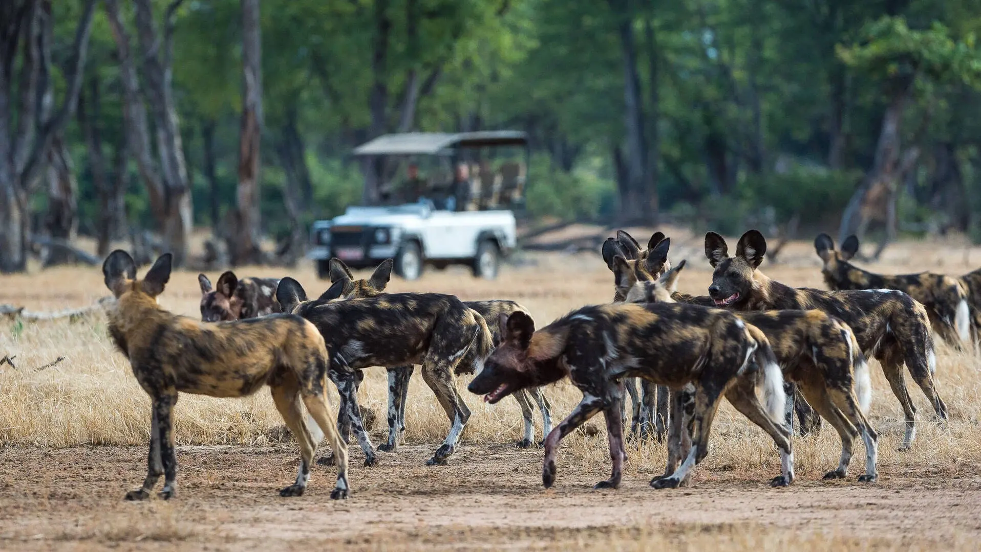 Wild dog pack on the move in Laikipia scrubland
